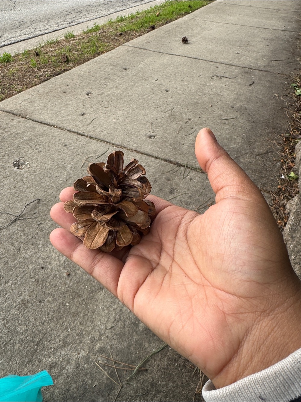 Pine Cone Hill Natural Brown Pine Cone Accent